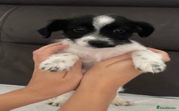 Mixed Breed dogs for sale: 3 male Jackapoo Pups - Image 14