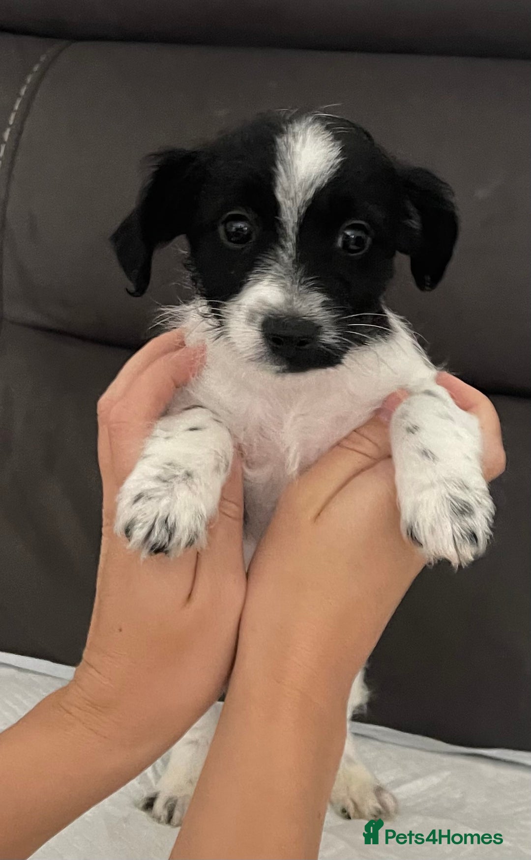 Mixed Breed dogs for sale: 3 male Jackapoo Pups - Image 14
