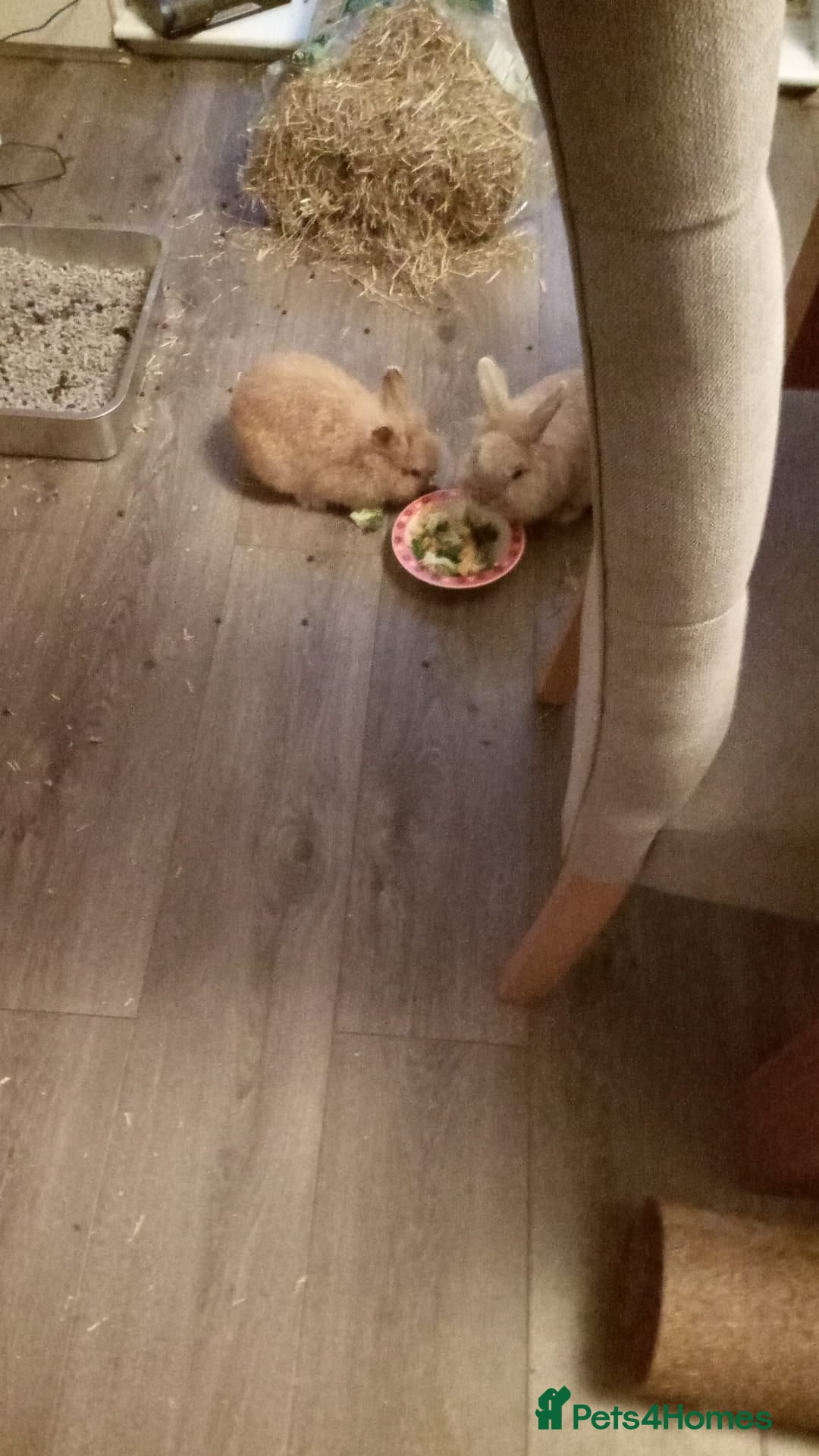 Lionhead rabbits for sale: 2 lionhead rabbits - Advert 2