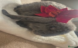 French Lop rabbits for sale: Long-Haired Pedigree French Lop GIANTS Elite Giant - Advert 12