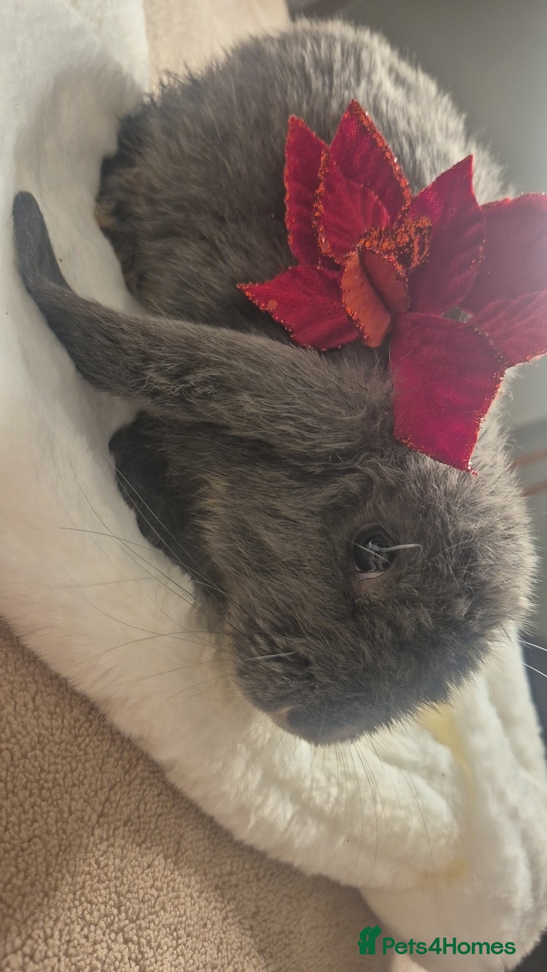 French Lop rabbits for sale: Long-Haired Pedigree French Lop GIANTS Elite Giant - Advert 12