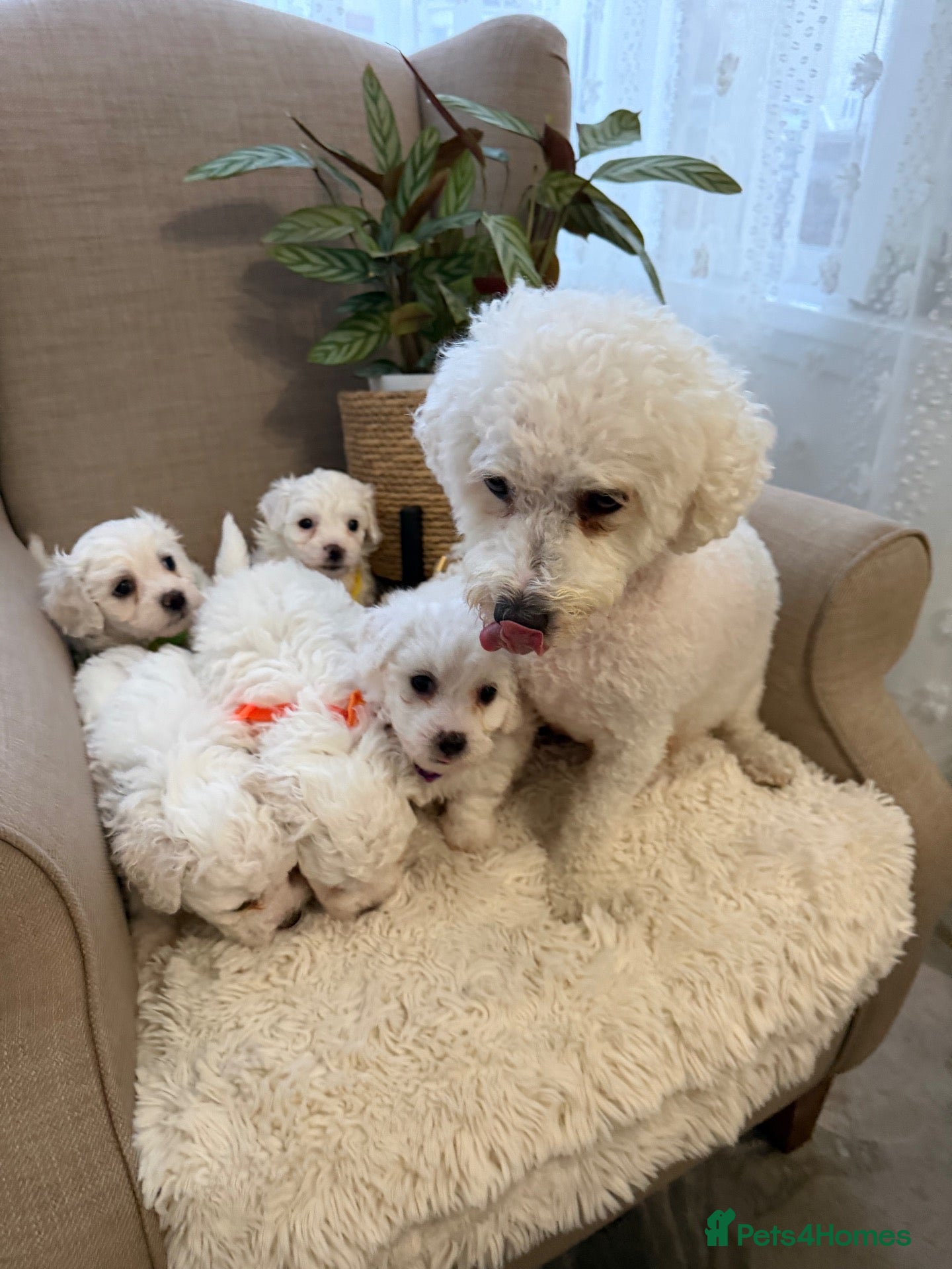 Bichon Frise dogs Fluffy Bichon Frise puppies❤️ - Advert 1