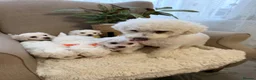 Bichon Frise dogs for sale: Fluffy Bichon Frise puppies❤️ - Advert 1