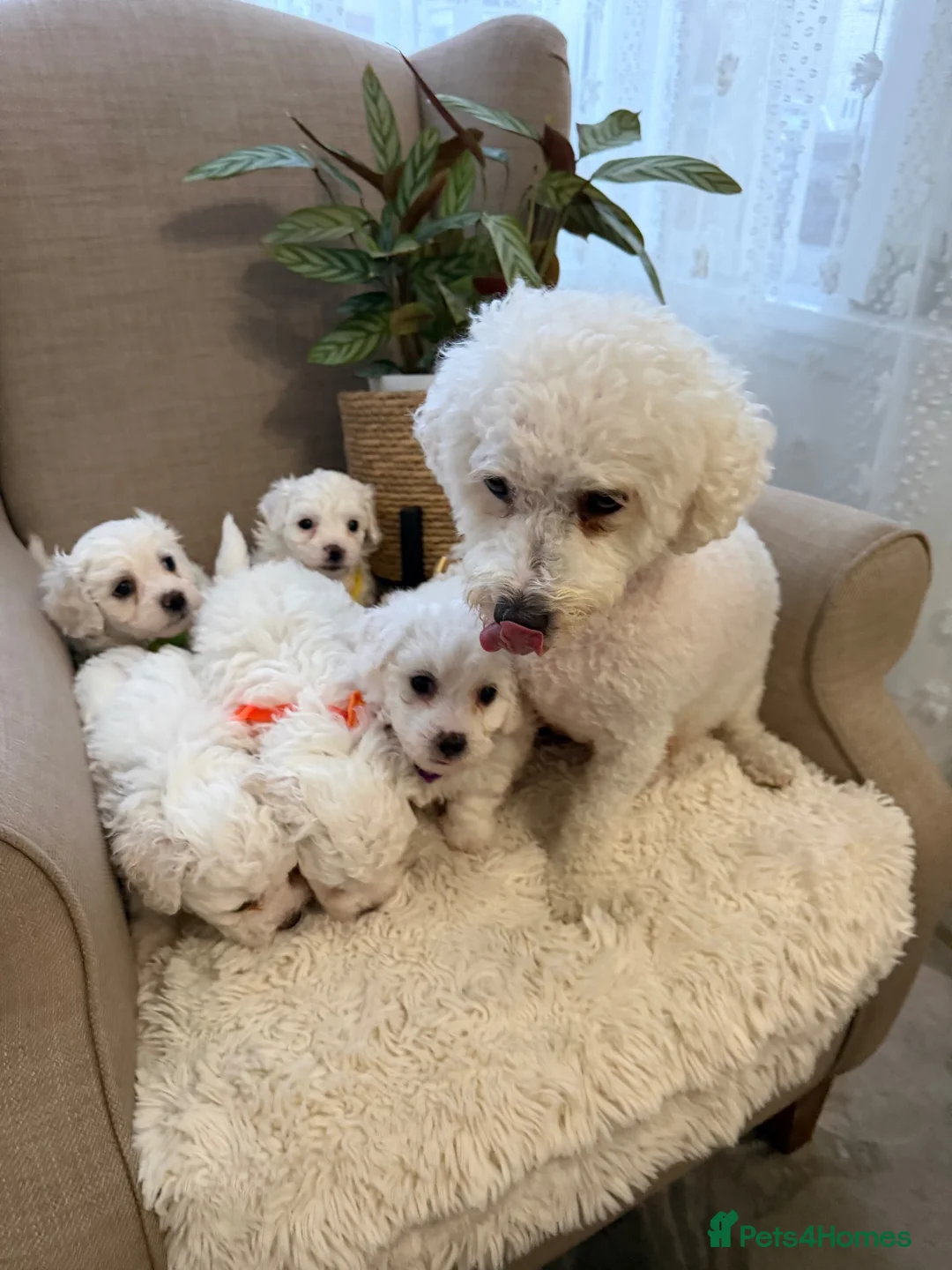 Bichon Frise dogs for sale: Fluffy Bichon Frise puppies❤️ - Advert 1