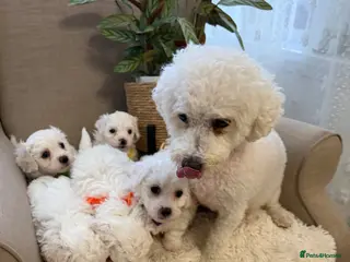Bichon Frise dogs Fluffy Bichon Frise puppies❤️ - Advert 1