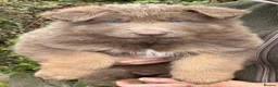 German Shepherd dogs for sale: Five star licenced German shepherds  - Advert 13
