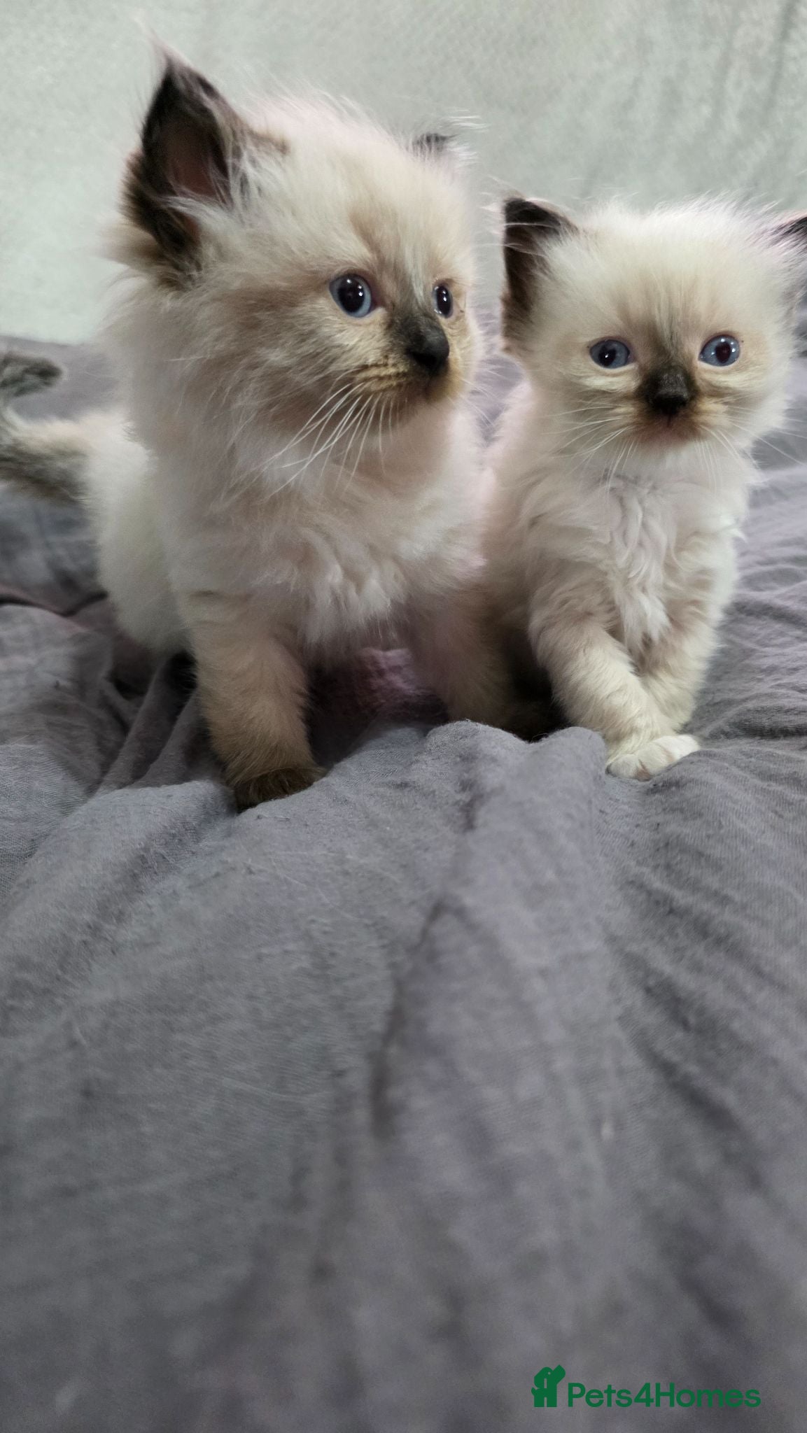 Ragdoll cats Ragdoll kittens for sale £450 - Advert 2