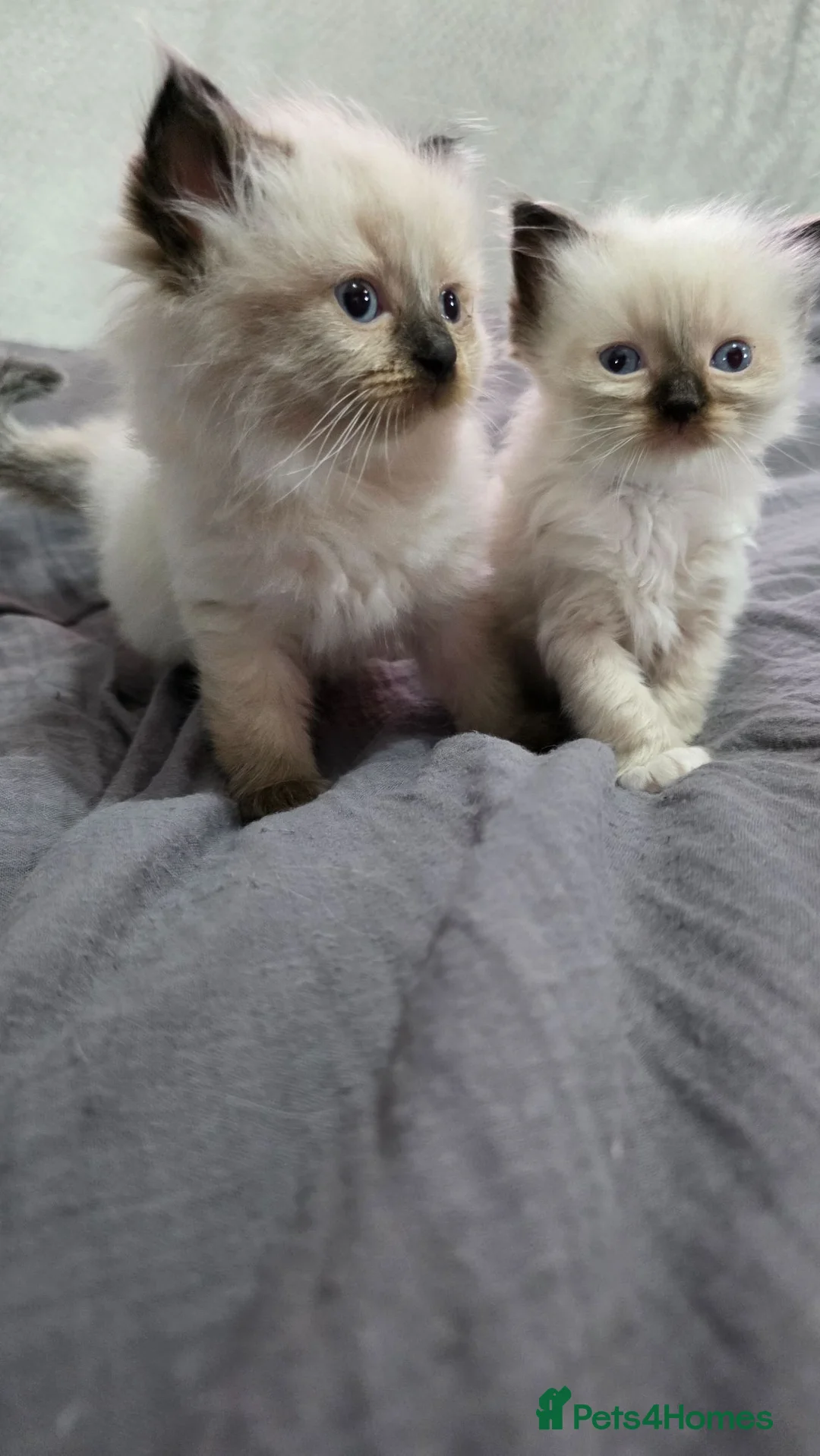 Ragdoll cats for sale: Ragdoll kittens for sale £450 - Advert 1