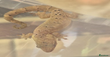 Gecko reptiles Mourning gecko adults - Advert 17