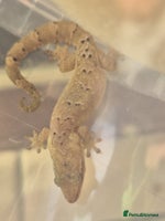 Gecko reptiles Mourning gecko adults - Advert 5