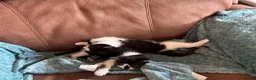 Mixed Breed cats for sale: Litter of 6 beautiful kittens in Leyland - Advert 11