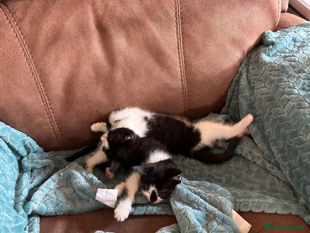 Mixed Breed cats for sale: Litter of 6 beautiful kittens in Leyland - Advert 11
