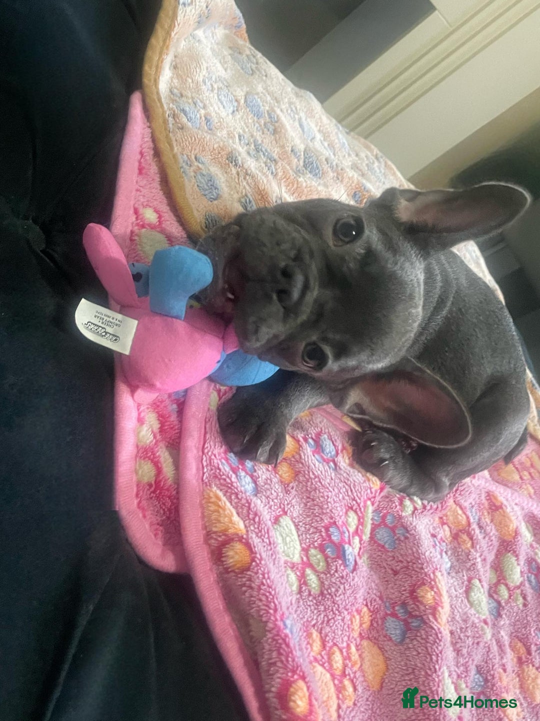 French Bulldog dogs for sale: French bulldog - Image 14