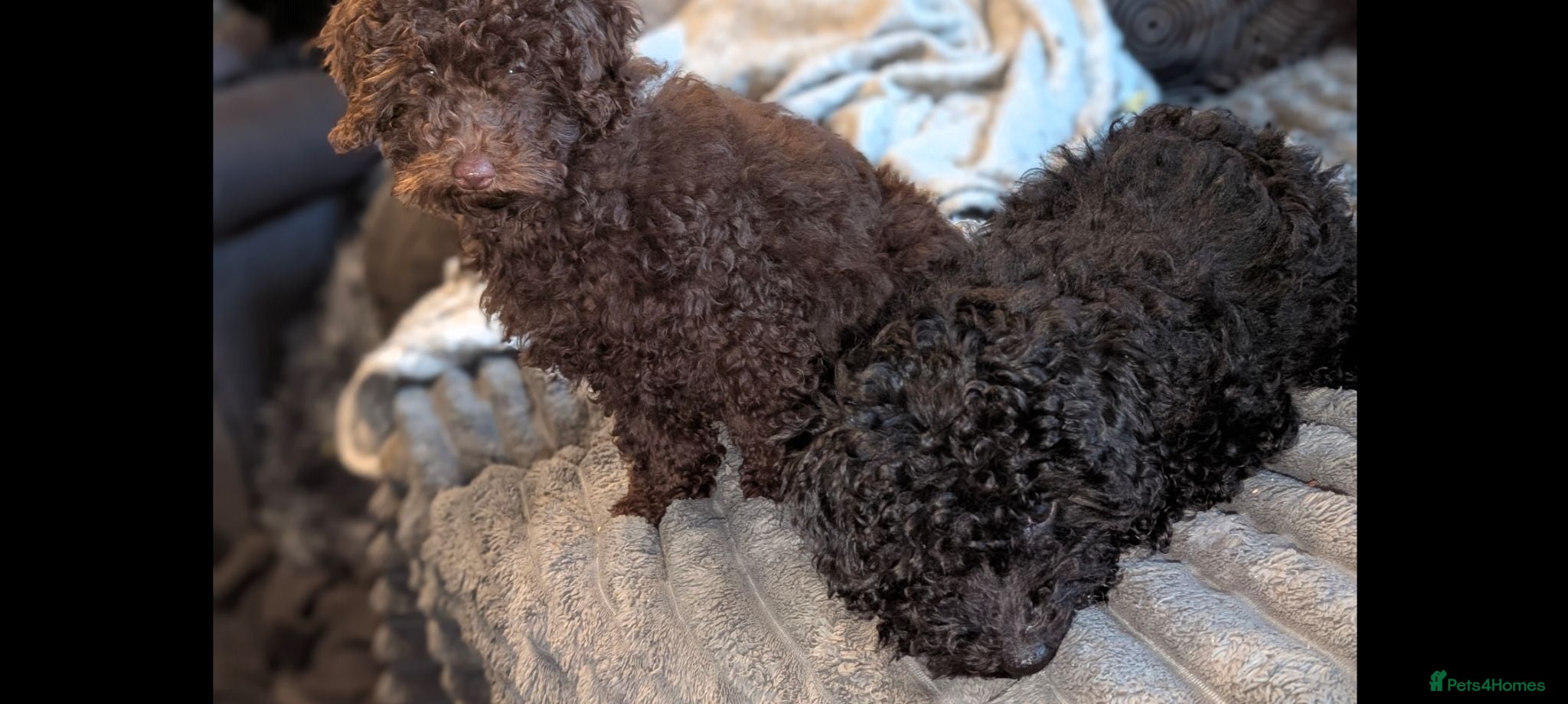 Labradoodle dogs 🐾Quality F1BB Mini Labradoodle Pups🐾  - Advert 2