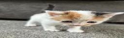 Mixed Breed cats for sale: Kittens for sale  - Advert 6