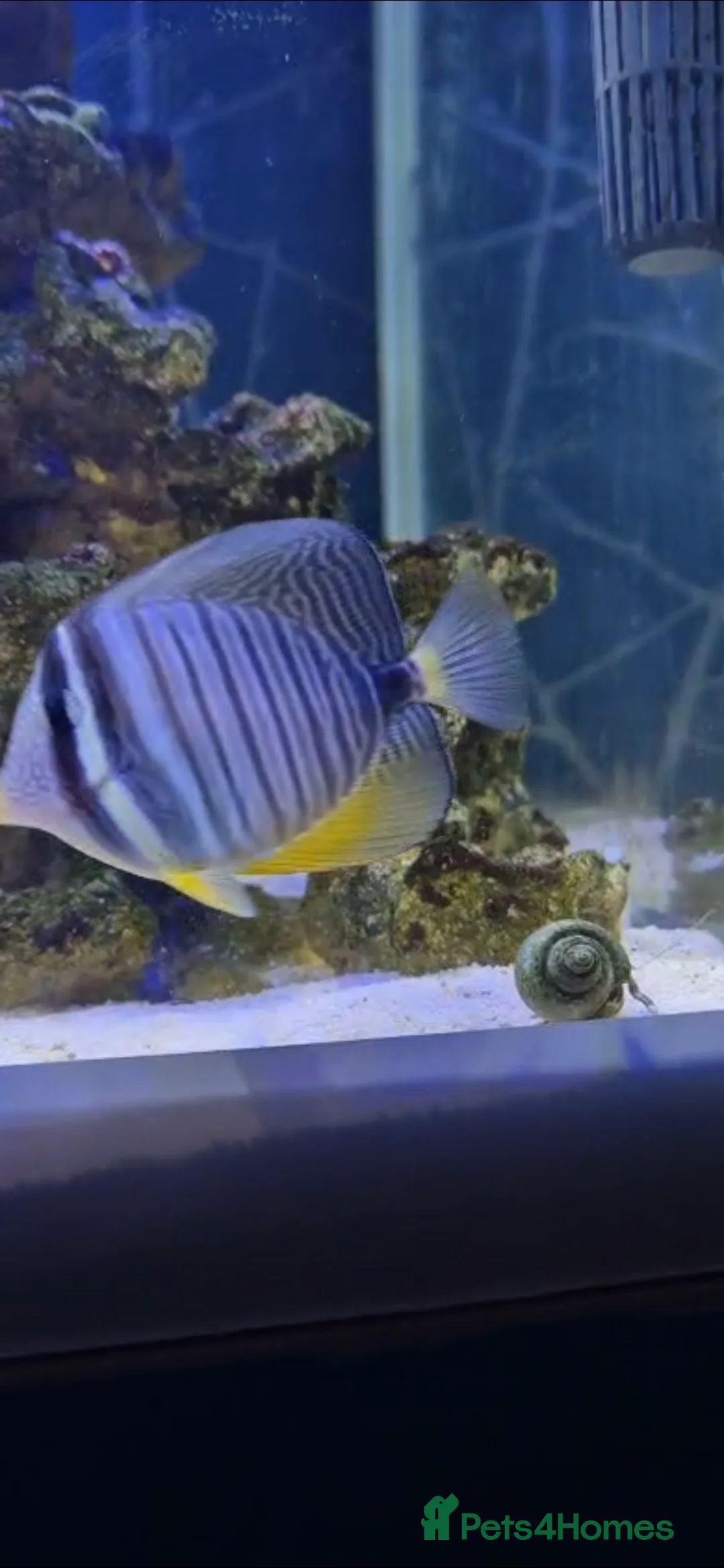 Other/Mixed Breed fish for sale: Sailfin Tang  in Glossop - Advert 2