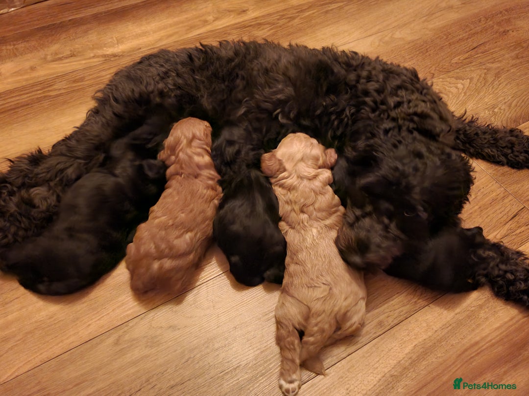 Cockapoo dogs for sale: Affectionate Little Boy - Advert 6