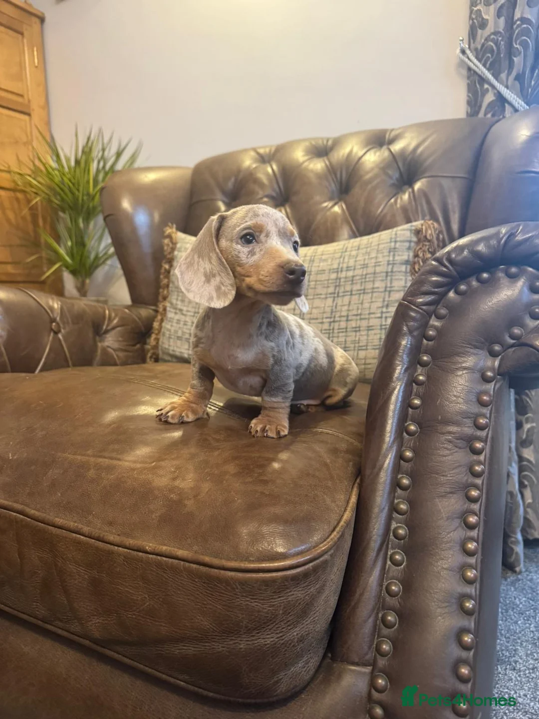 Miniature Dachshund dogs for sale: Miniature Dachshund Puppies  - Advert 9
