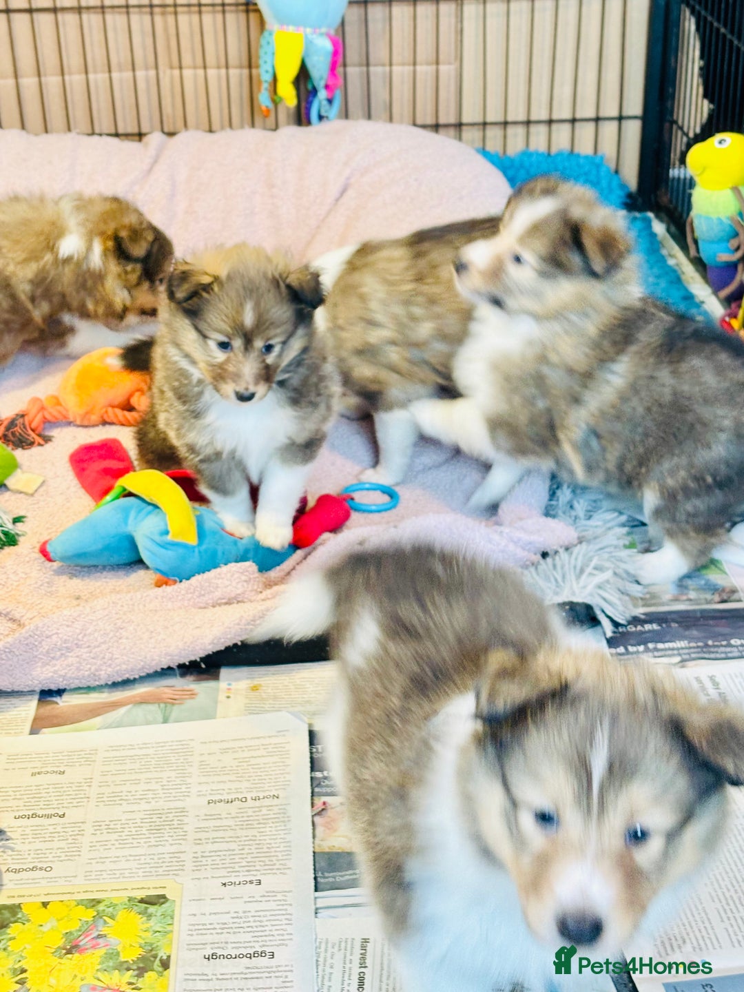 Shetland Sheepdog dogs for sale: Beautiful sable Shetland sheepdog puppies  - Advert 11