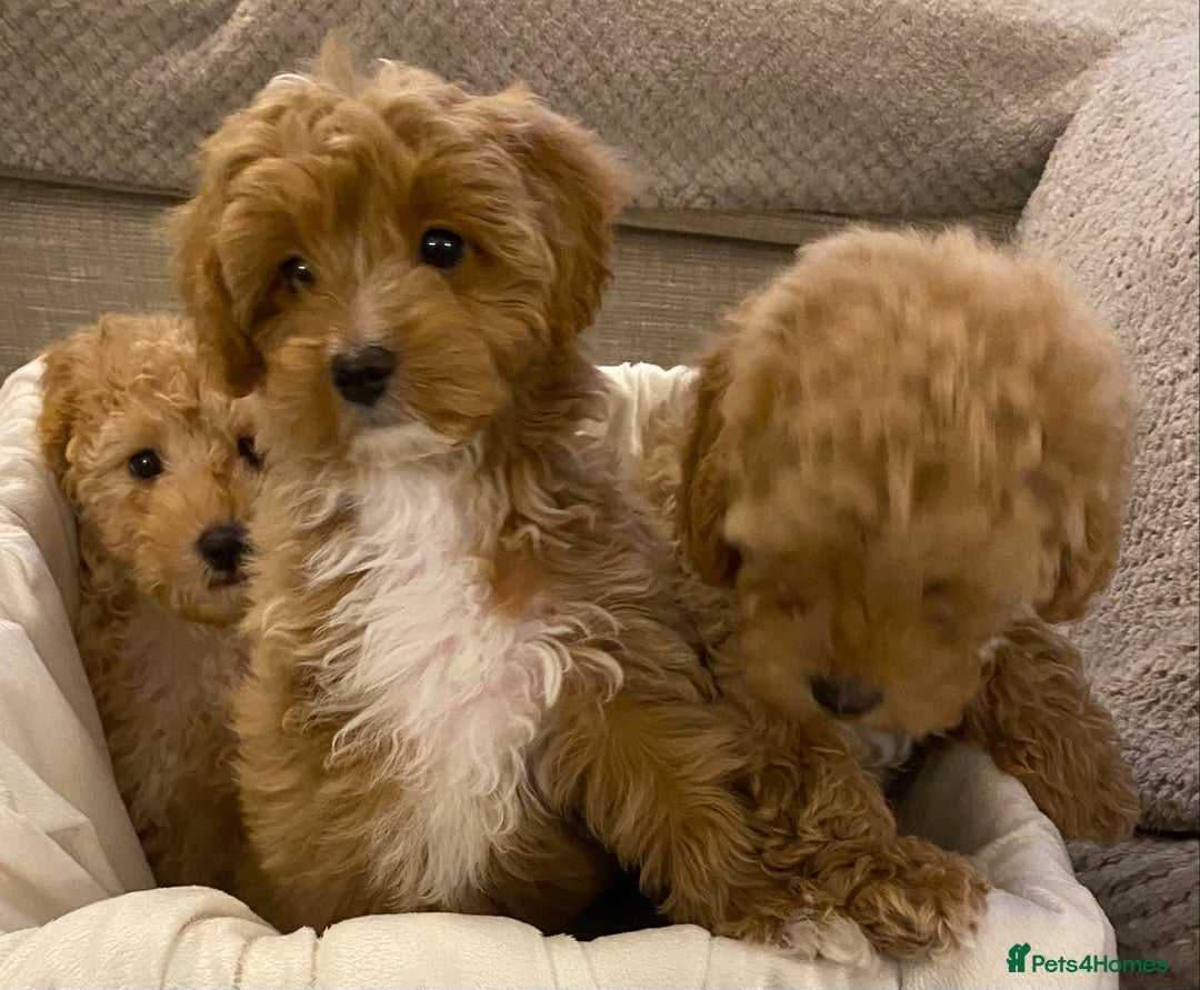 Cavapoo dogs for sale: RED & WHITE CAVAPOO PUPPIES TOP QUALITY BREEDER - Advert 8
