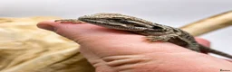 Bearded Dragon reptiles for sale: Bearded Dragon Hatchlings – Black Country Dragons - Advert 10