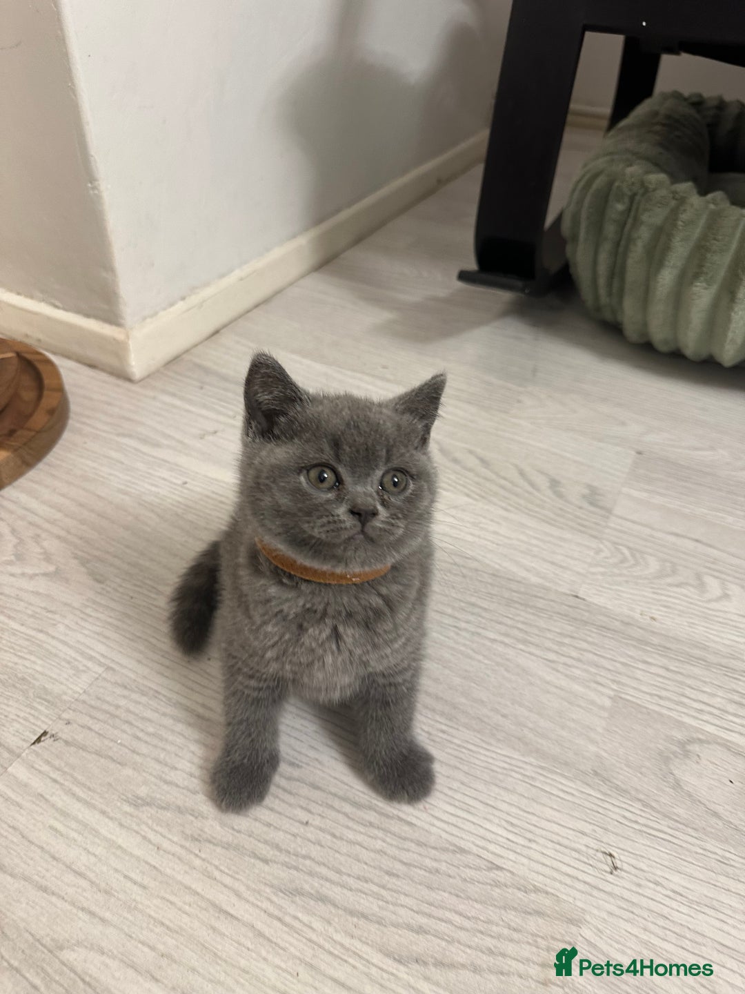 British Shorthair cats for sale: BEAUTIFUL BABY BLUE KITTENS  - Image 4