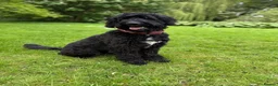 Bernedoodle dogs for sale: Loving Forever Home Needed  - Advert 4