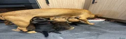 Mixed Breed dogs for sale: Patterdale X Lakeland Puppies for Sale **2 LEFT** - Advert 16