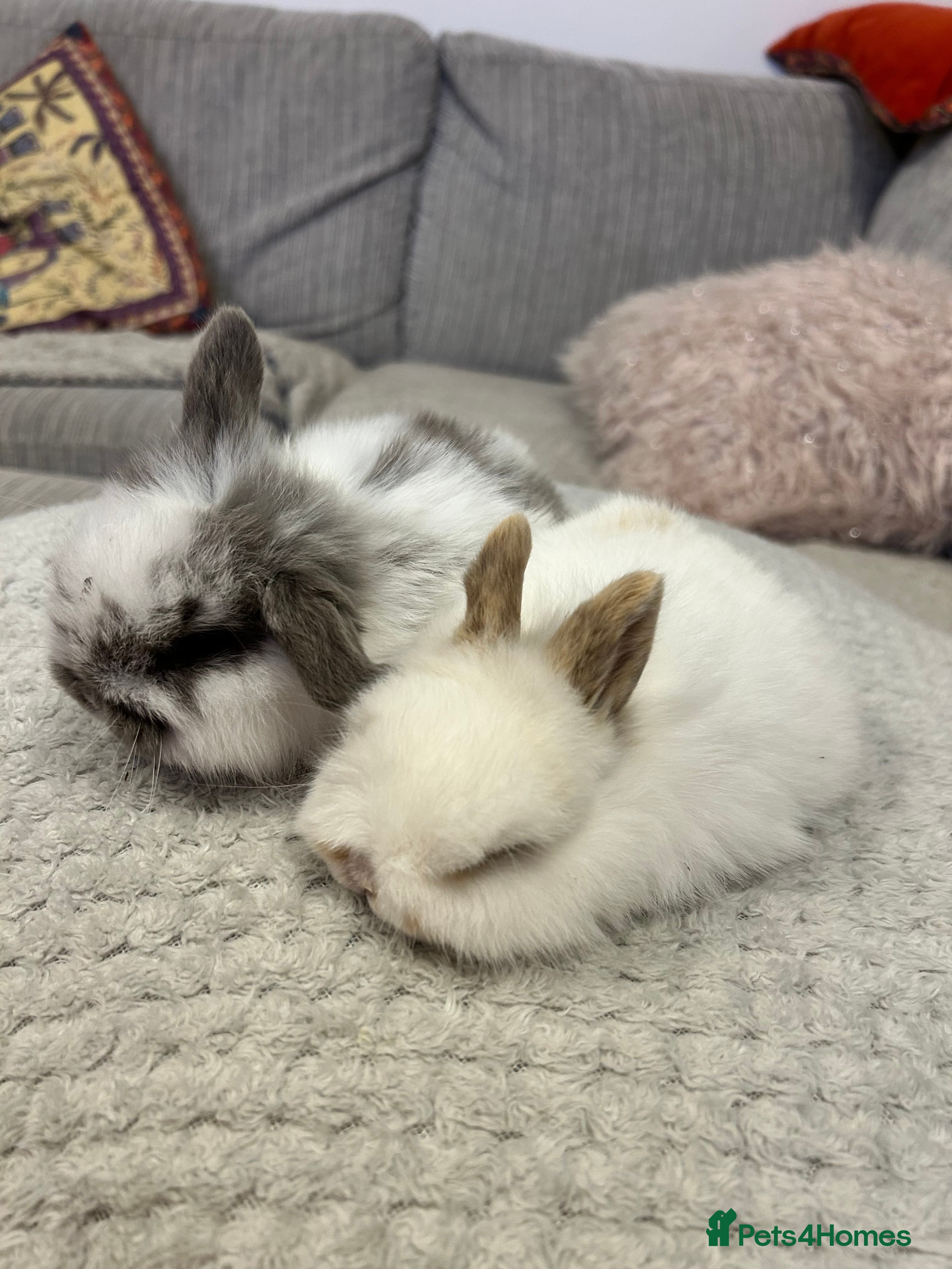 Mini Lop rabbits Pure mini lop babies  - Advert 5