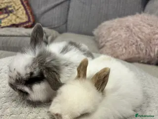 Mini Lop rabbits Pure mini lop babies - Advert 5