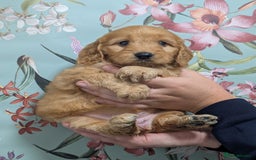 Cockapoo dogs for sale: Show type Cockapoos DNA CLEAR  - Image 1