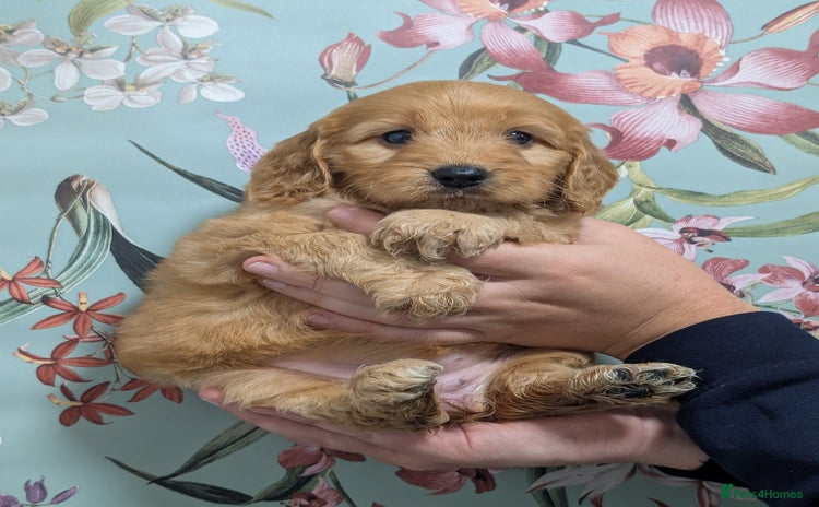 Cockapoo dogs - Advert 2
