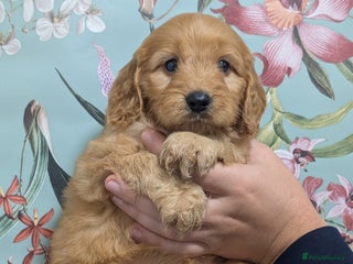 Cockapoo dogs - Advert 3