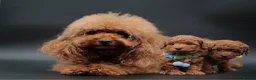 Toy Poodle dogs for sale: Asian line toy poodle boys for sale  - Advert 7