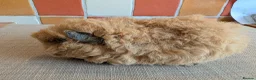 Guinea Pig rodents for sale: Gorgeous alpaca boys looking for their 5* home - Advert 5