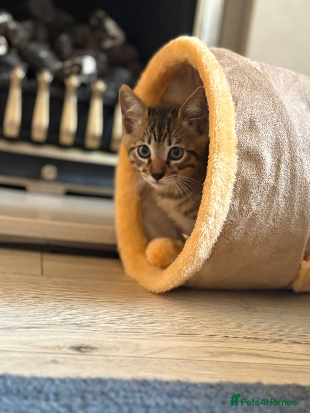 Bengal cats for sale: Guaranteed to be Cuddly *ready now*   - Advert 18