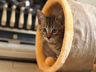 Bengal cats Guaranteed to be Cuddly *ready now* - Advert 3