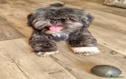 Shih Tzu dogs for sale: Loving cheeky Shihtzu for loving home ❤️ - Image 6