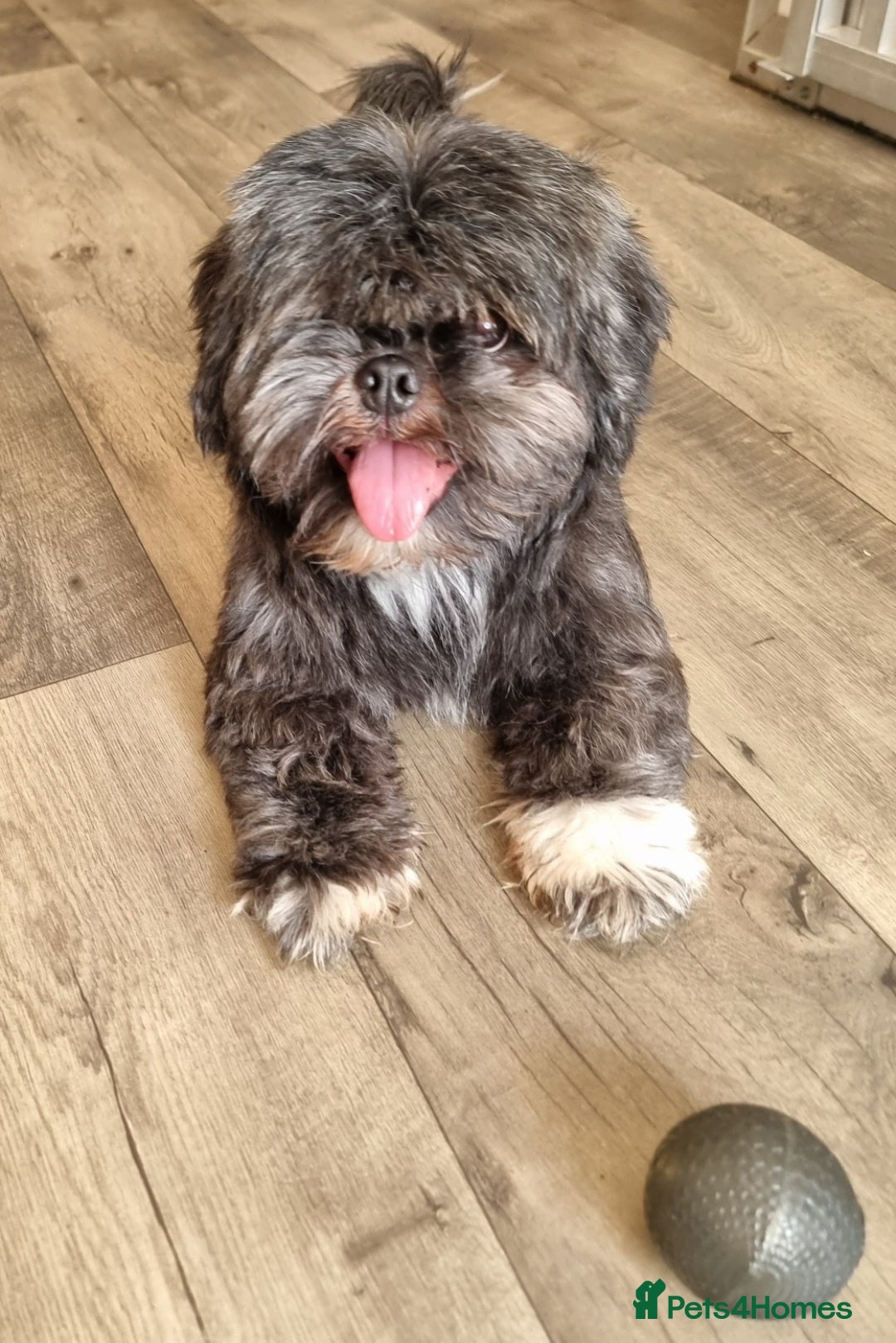 Shih Tzu dogs for sale: Loving cheeky Shihtzu for loving home ❤️ - Image 6