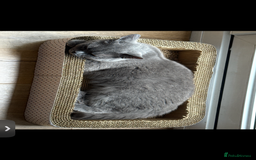 British Shorthair cats for sale: House British shorthair for sale - Image 6