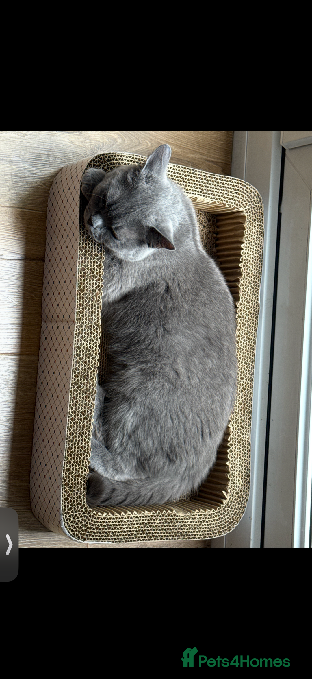 British Shorthair cats for sale: House British shorthair for sale - Image 6
