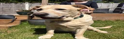 Labrador Retriever dogs for sale: 6 years old Labrador  - Advert 3