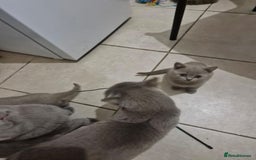 British Shorthair cats for sale: ✨ British Shorthair Kittens – 3 Adorable Females ✨ - Image 3