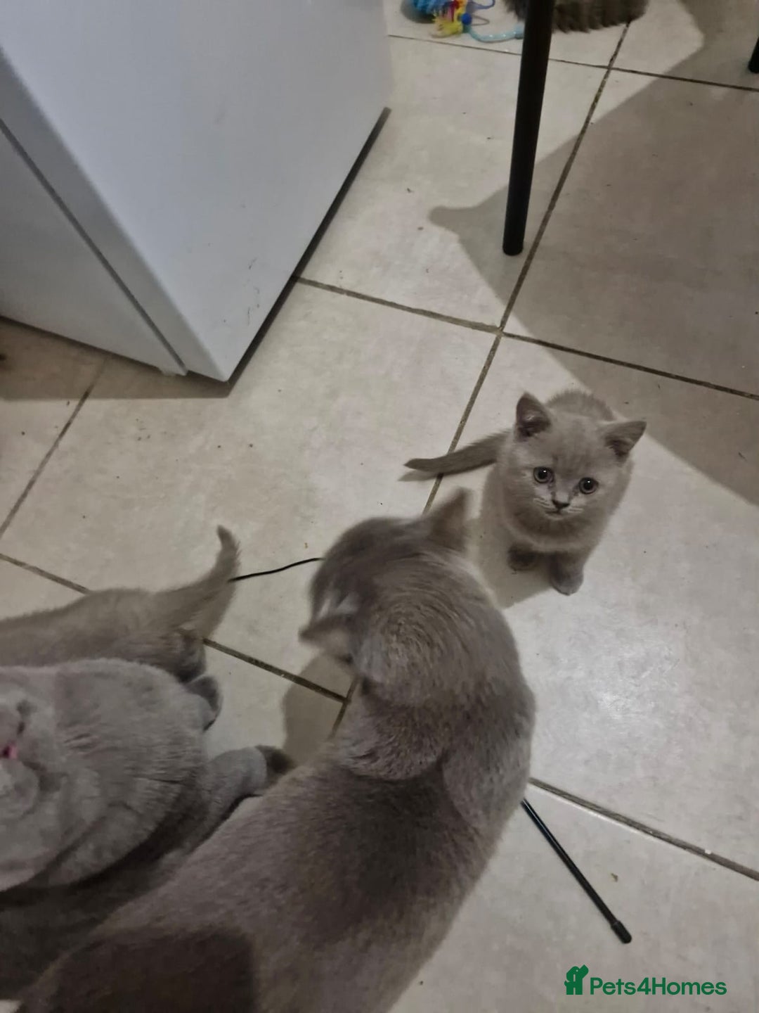 British Shorthair cats for sale: ✨ British Shorthair Kittens – 3 Adorable Females ✨ - Image 3