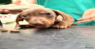 Miniature Dachshund dogs - Advert 11
