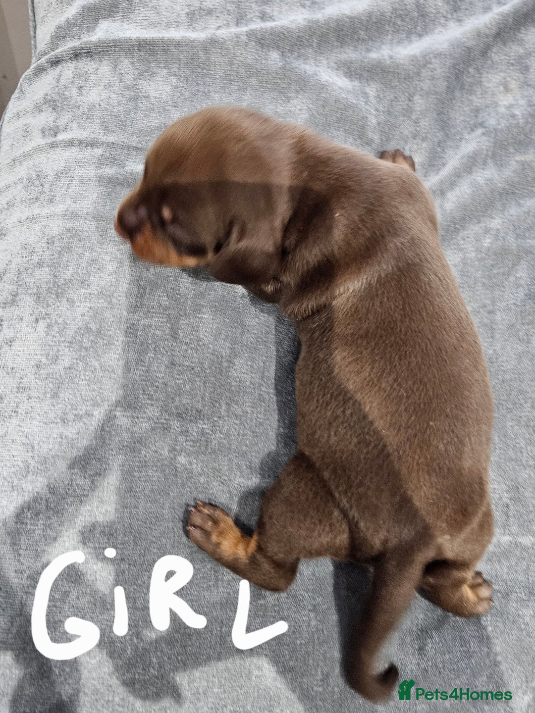 Dachshund dogs for sale: Dachshunds,Four girls and three boys - Advert 7