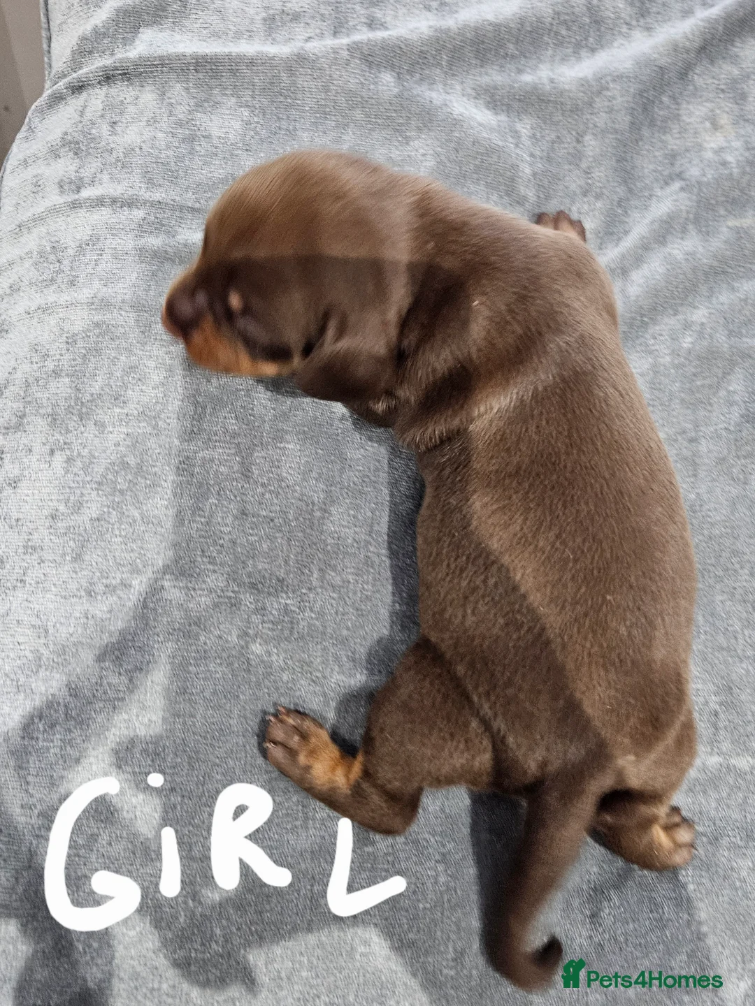 Dachshund dogs for sale: Dachshunds7puppies,only one brown girl left - Advert 22
