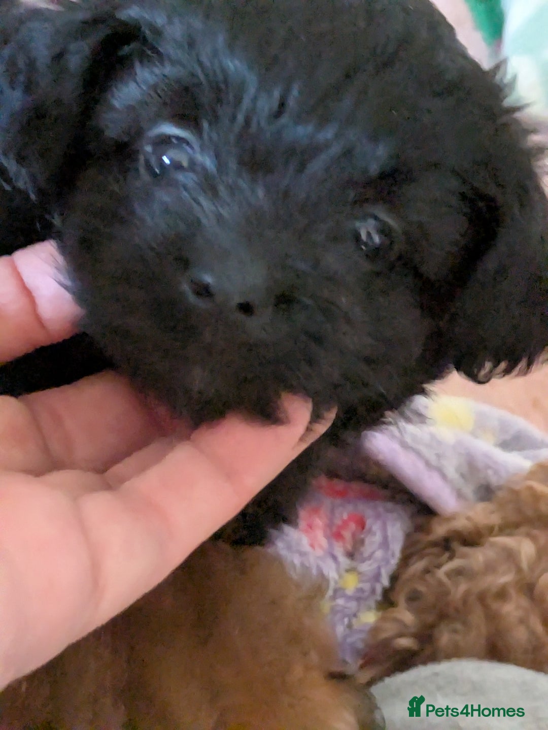 Pomapoo dogs for sale: Gorgeous Pomapoo puppies  - Image 5