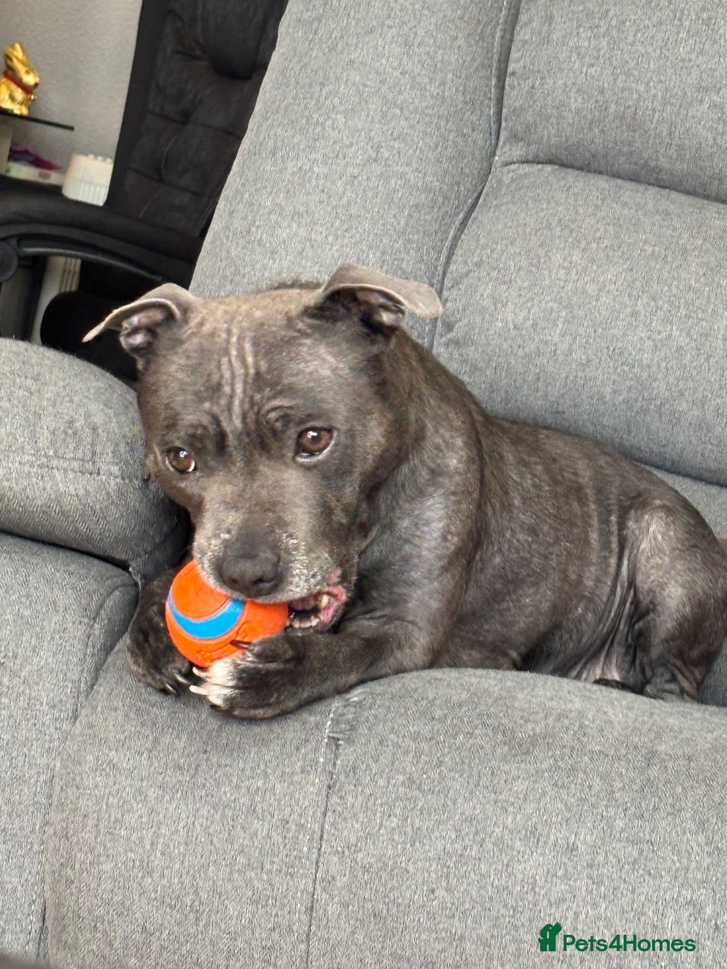 Staffordshire Bull Terrier dogs 🖤 ONE STUNNING BLACK STAFFY GIRL LEFT! 🖤 - Advert 12