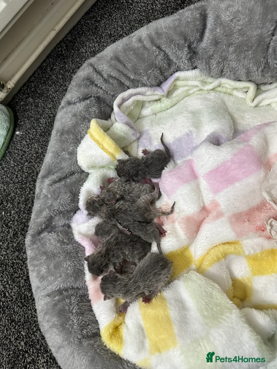 British Shorthair cats for sale: Kitten pure British short hair - Advert 4